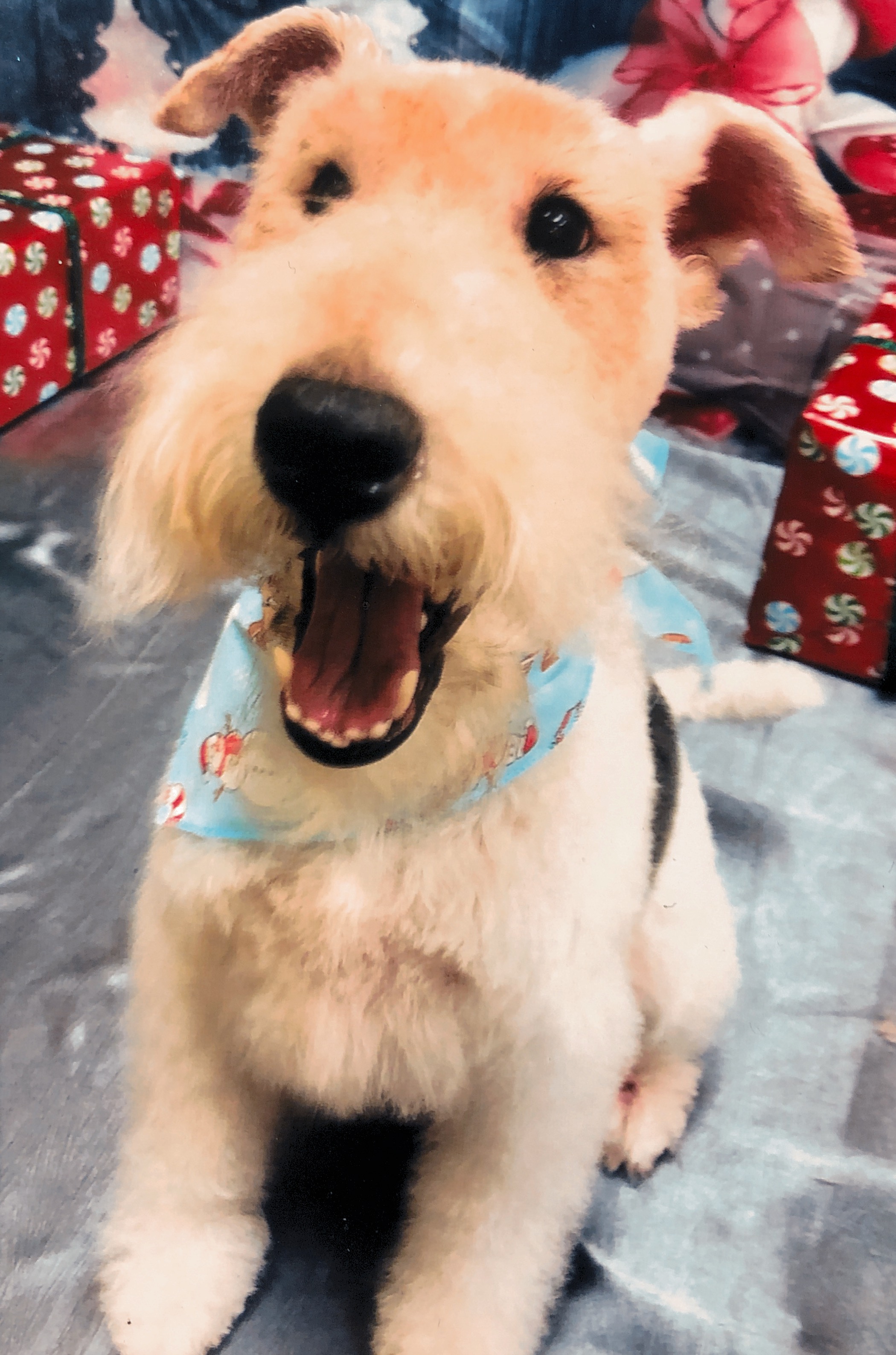 Tucker, 2 years old, being photographed at the groomer for Christmas 🎄🎅🏻