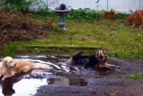 Juno (center), Molly (left), and Bailey (right top) all enjoying a mud puddle bath in Nene’s (Linda Wray’s) yard. (Circa 2014?)