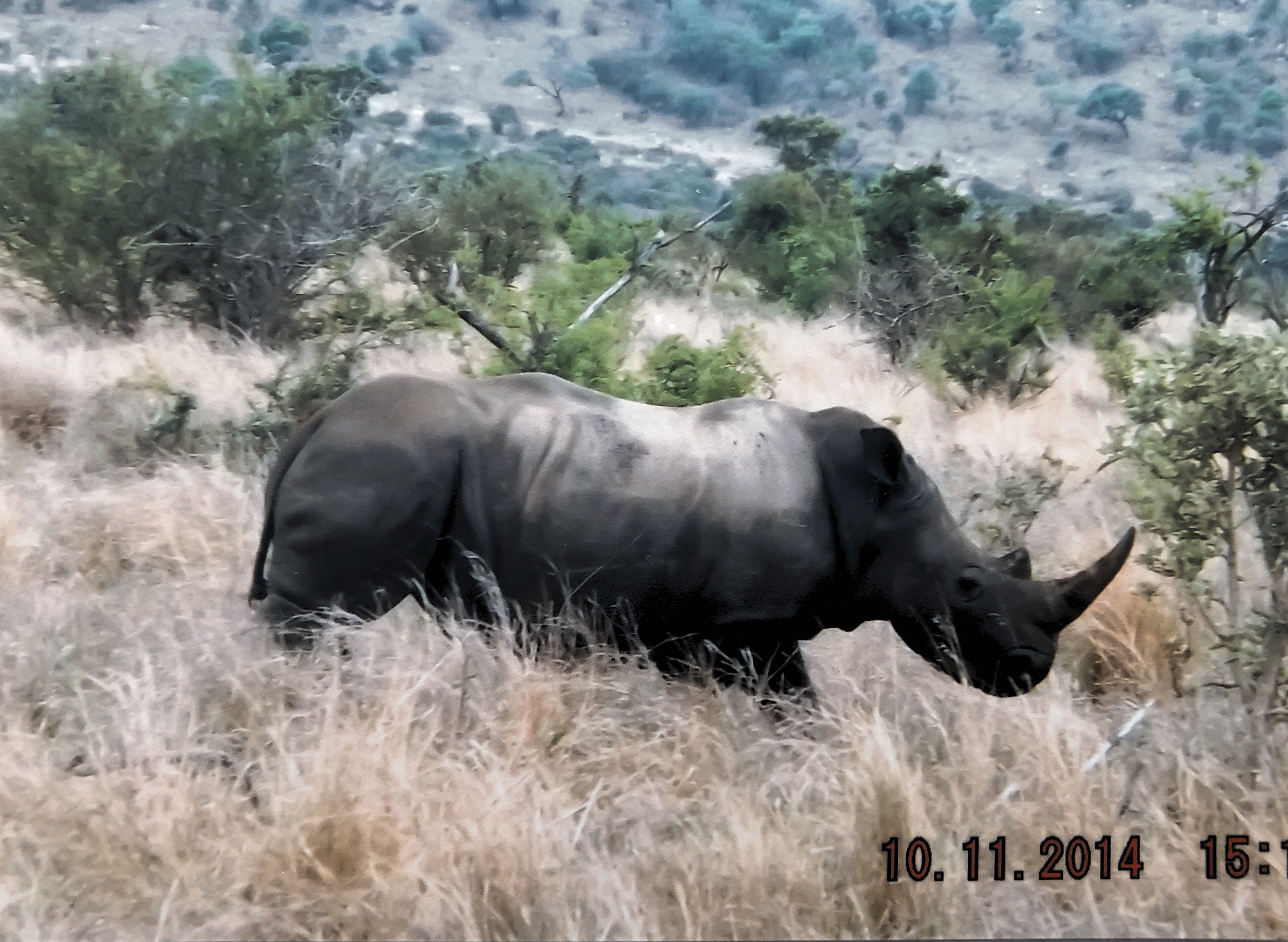 Rhino in Kruger park October 2014