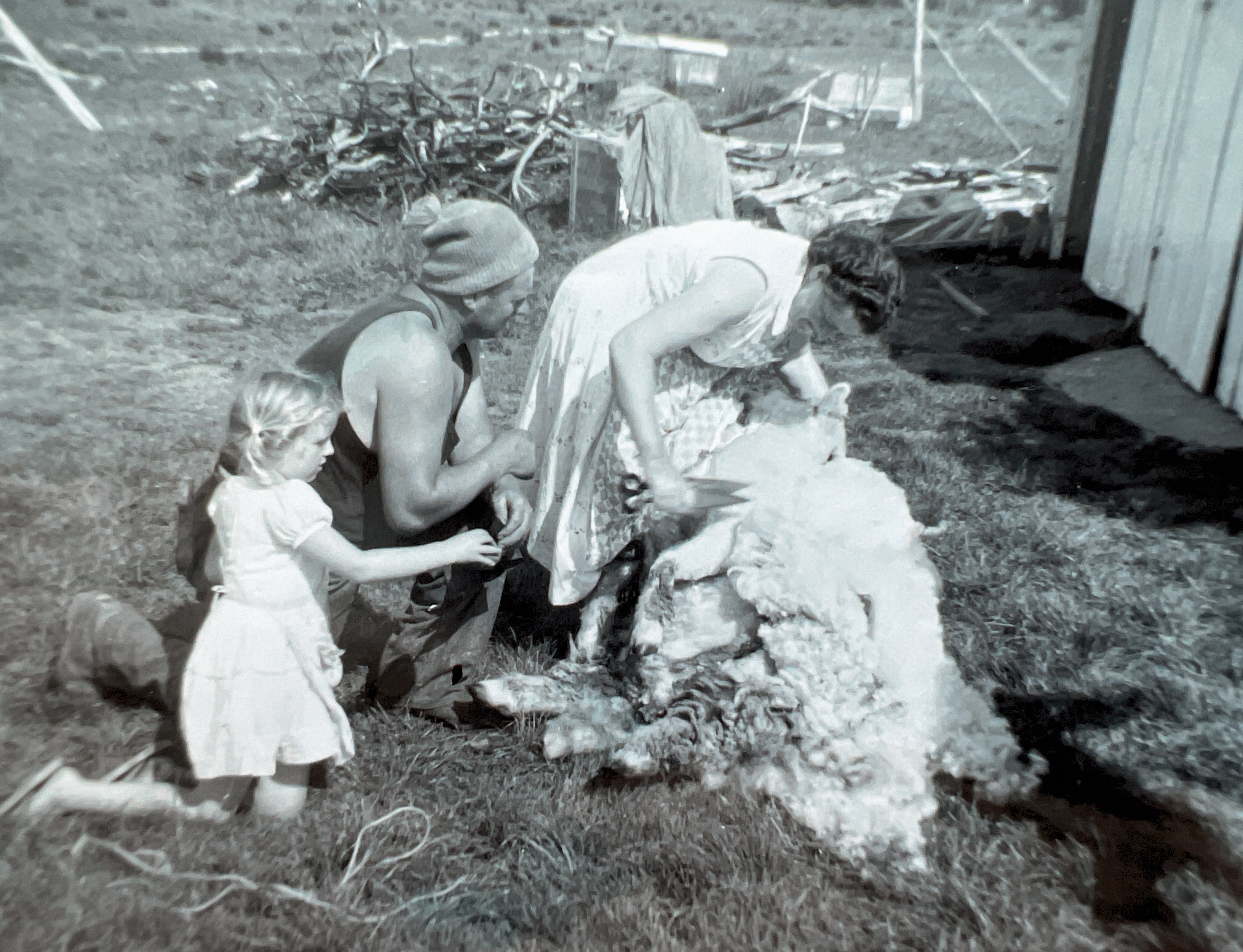 Mum shearing Peggy. Rangiriri. Me at 5 yrs old 1963