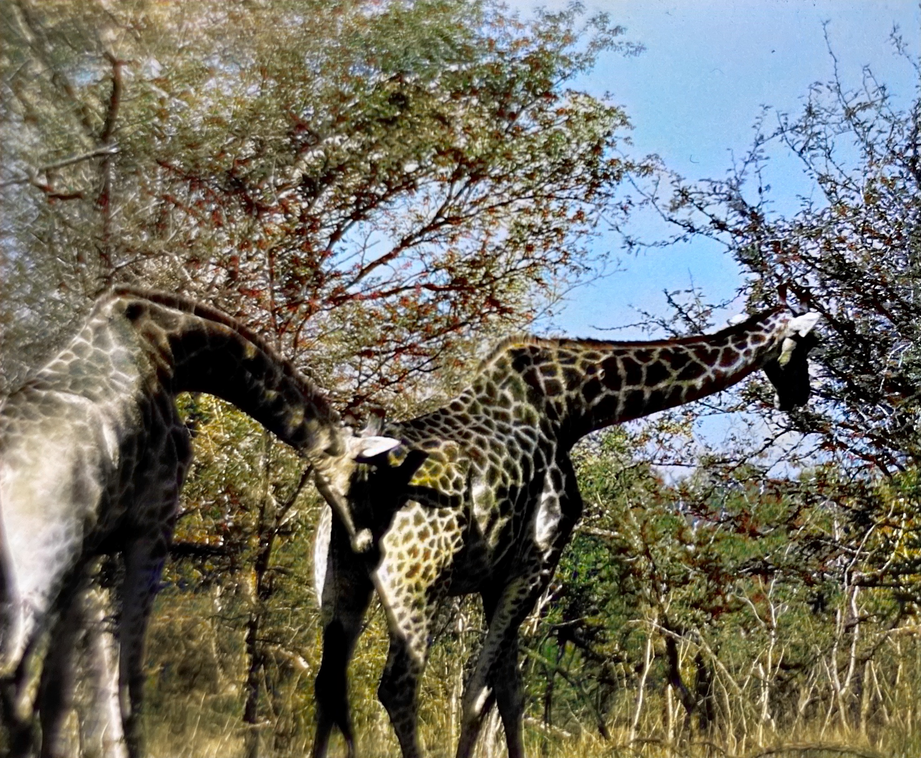 Giraffes showing interest in each other. Luangwa Games Reserve. 1960’s