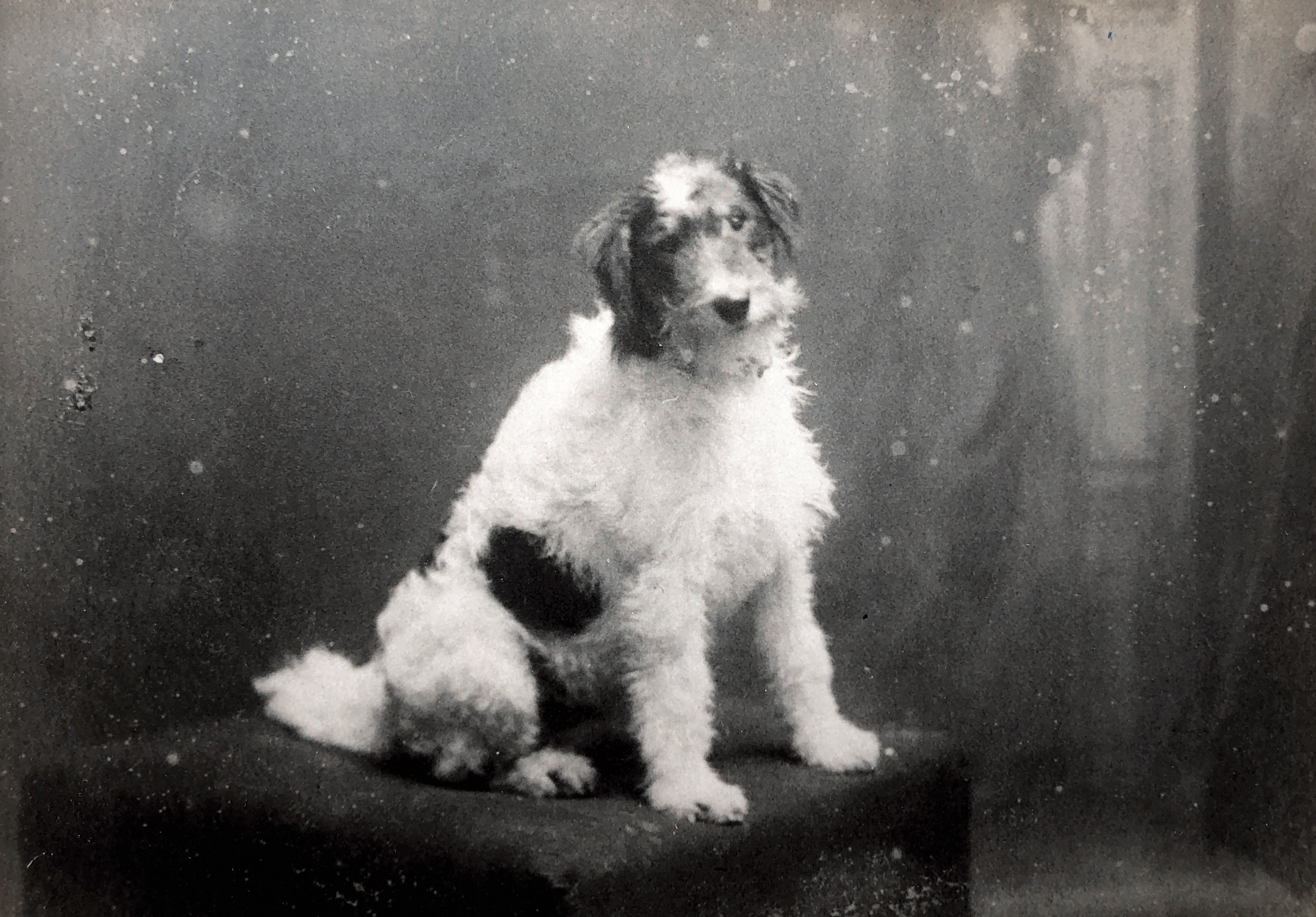 Mike, the dog that Grandad gave Nan when they were engaged. 1930s?
