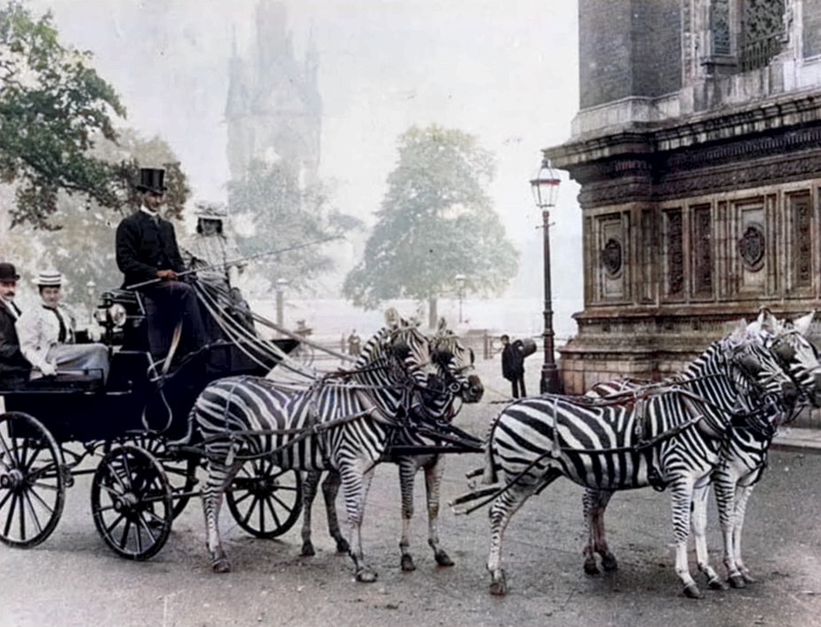 In the late 19th century, it was fashionable to train zebras to pull carriages. Pictured is Mr. Hardy, who was a noted horserider and trainer. 1898.