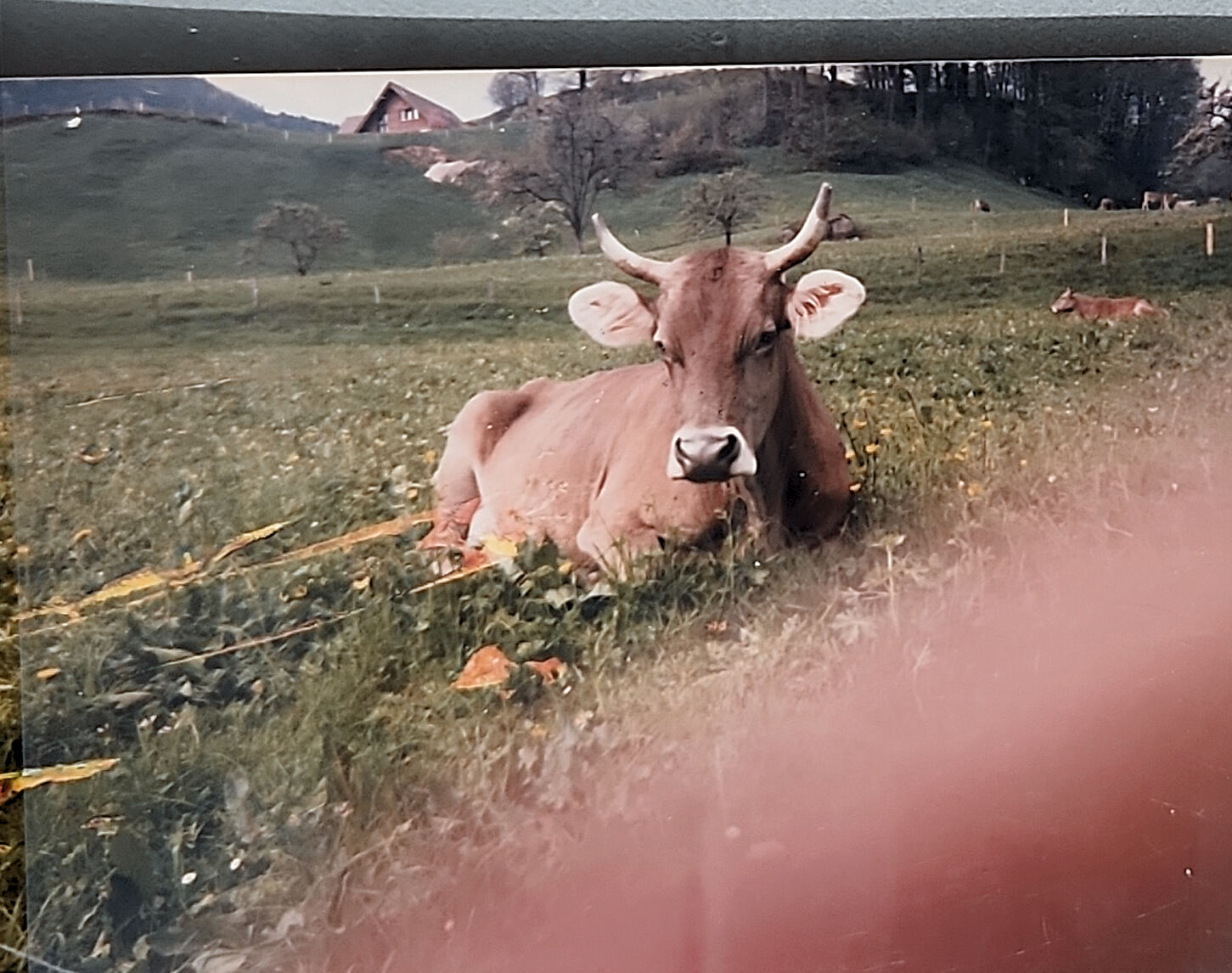 Austria, 1989