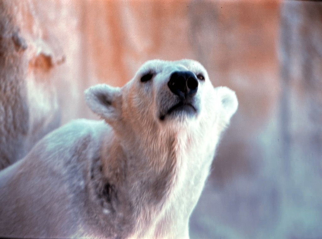 Polar Bear 
Busch Gardens, Tampa
1984