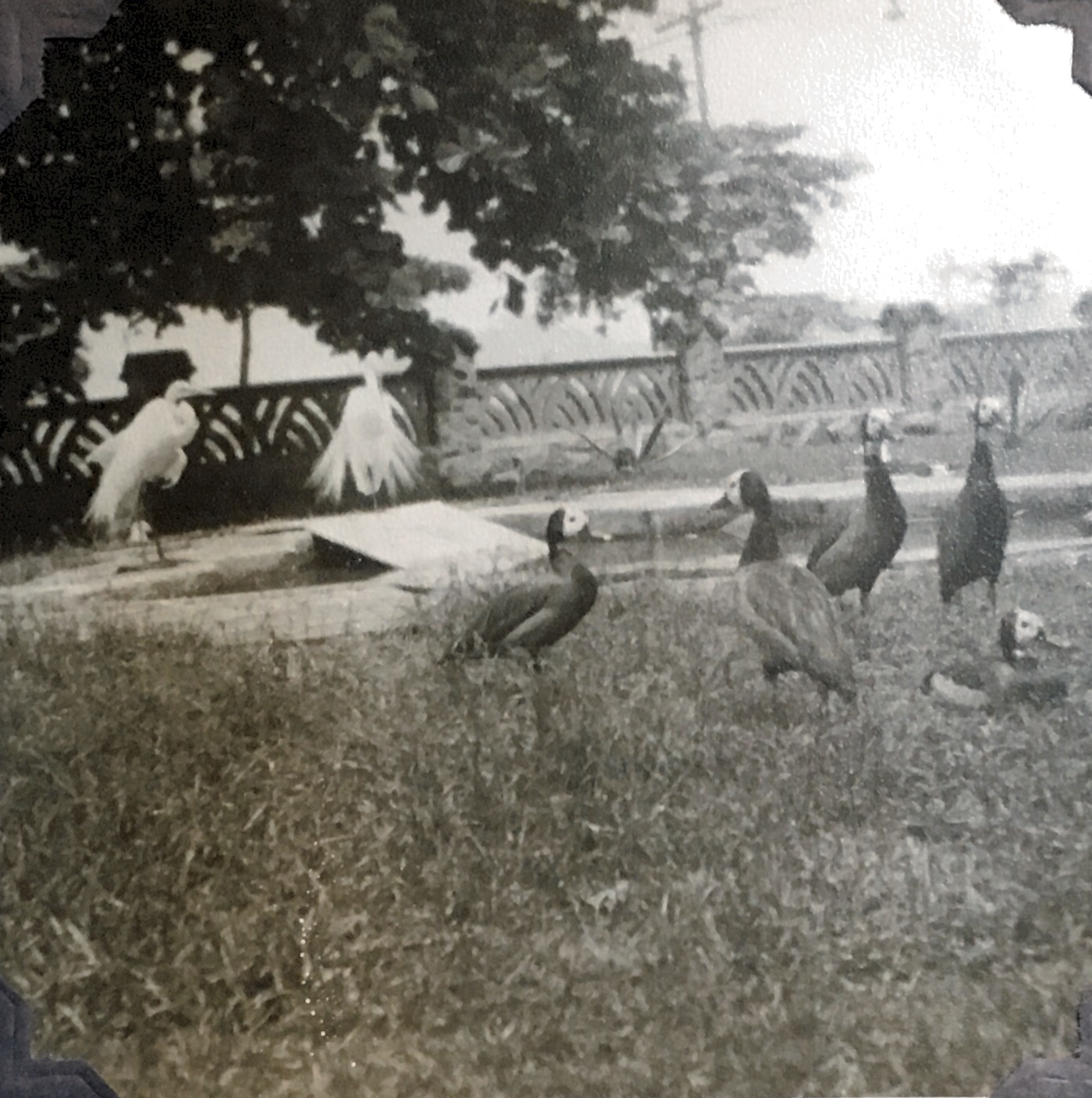 Birds at the Orchidario, Santos, 1956