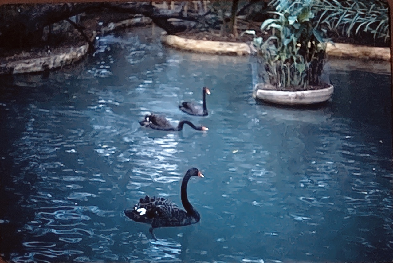 Black swans at zoo.
9:01
NOV 78:20