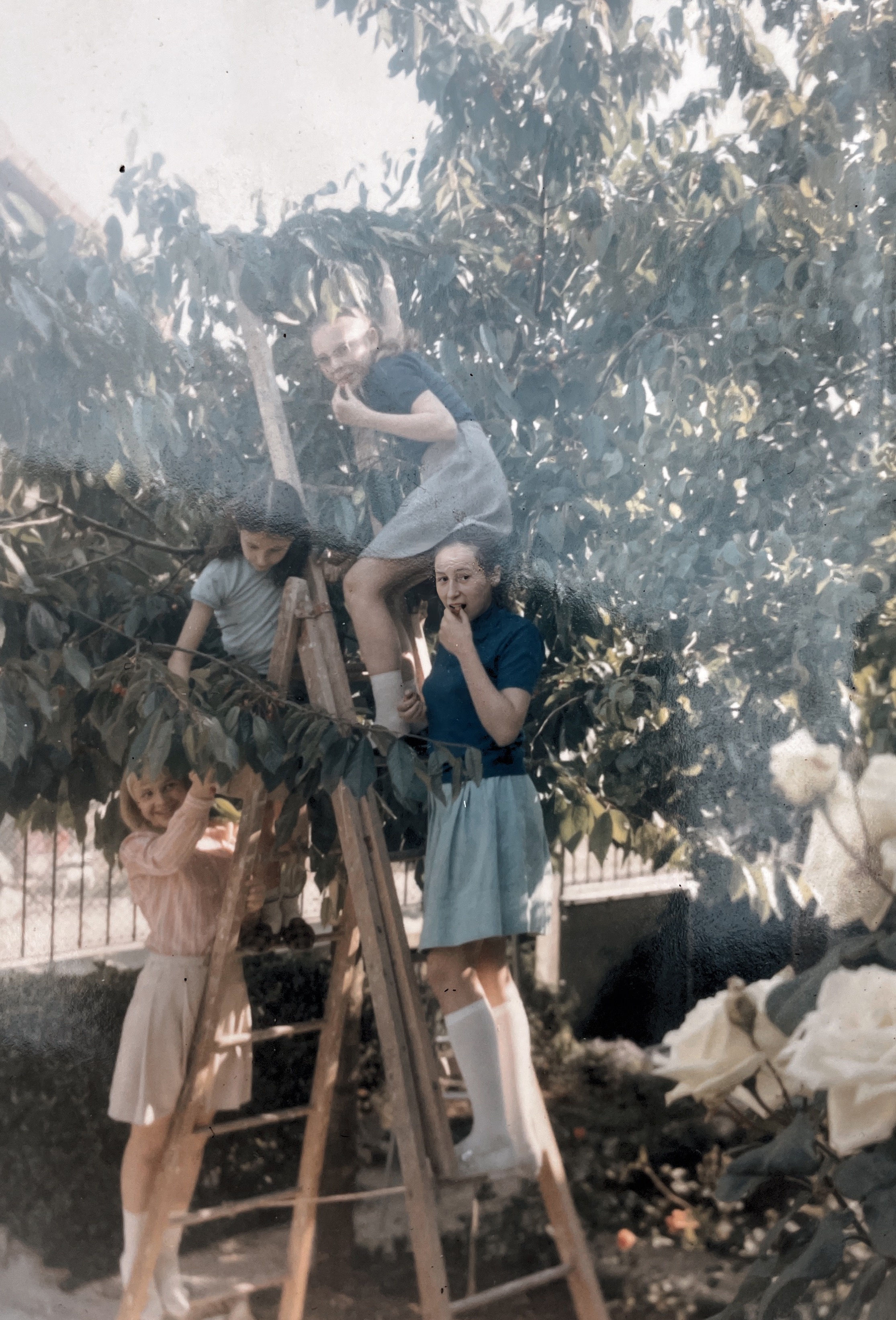Anne en 1968 dans le cerisier des Sorel à Issy