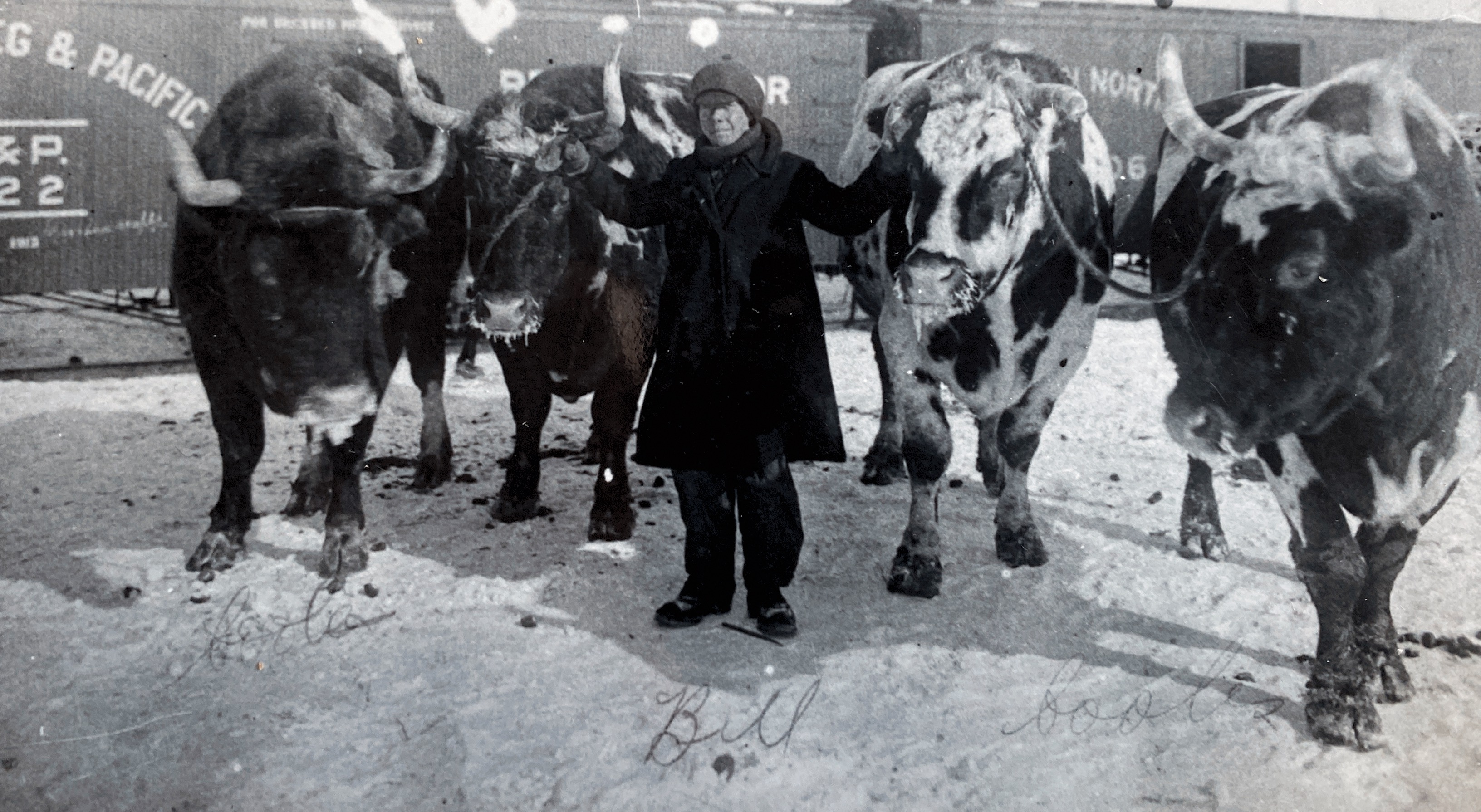 Bill Anaka 1920  With Oxen